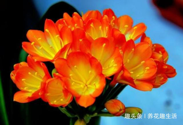 松针土|君子兰喝了这种4毛钱不到的“液体”,枝繁叶茂花开爆盆