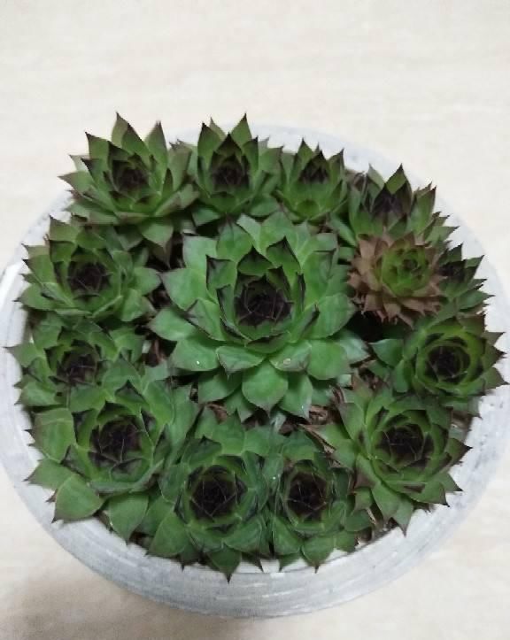 杆子|多肉撸光叶子,呼呼冒出10个头,越虐长得越旺