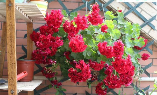 10种花,再心疼也要搬出去“狠狠晒”,越晒花朵越多,越香浓