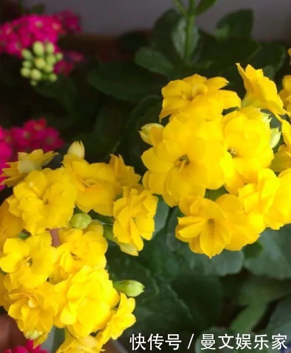 蟹爪兰|6种花,就得“穷着养”,花盆越小,长势越喜人!