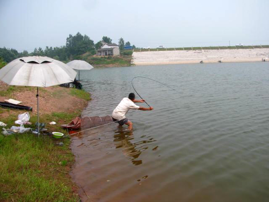 用起来简单,也就三招,老大爷传授的“臭谷子”钓法,专攻大鲤鱼
