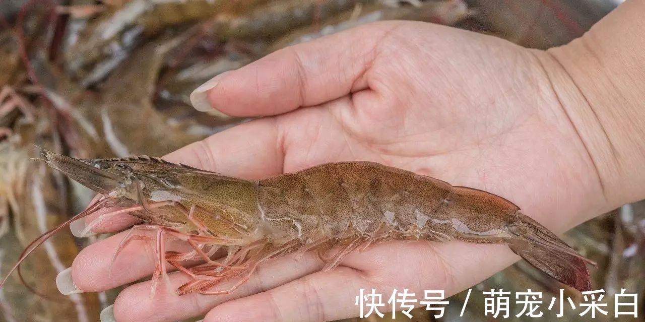 保鲜|大虾保鲜有诀窍:冷冻一年,解冻仍然是鲜活模样,百试百灵