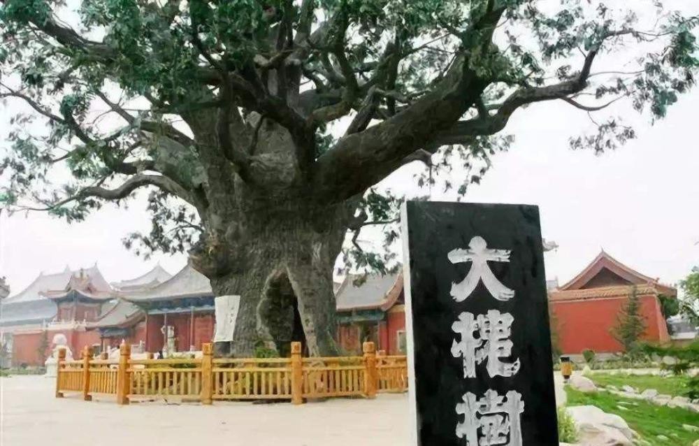 特征|为何有人小脚趾指甲不全？科学解释：瓣状甲特征，和血统来源无关