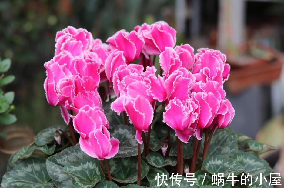 休眠|8种“漂亮花”,就怕暴雨天,淋雨就烂,赶紧搬到屋里去