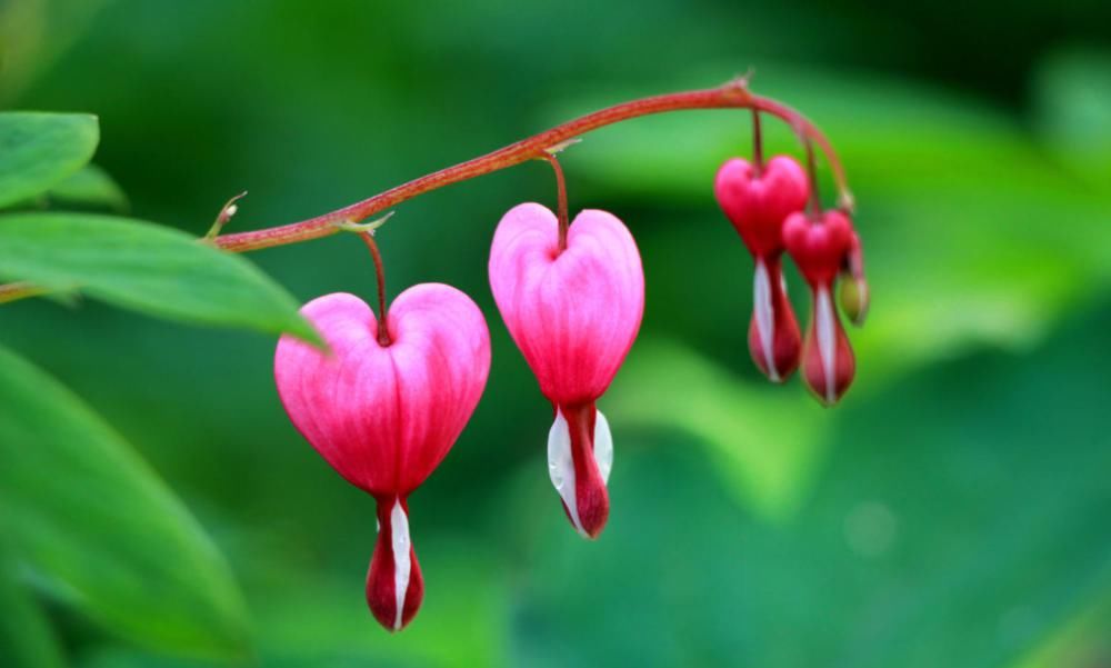  冬天养这4种花，郁郁葱葱开花旺盛，漂亮的小花陪你过冬