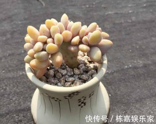 多肉醉美人怎么养教你3个小妙招,醉美人生长旺盛易缀化