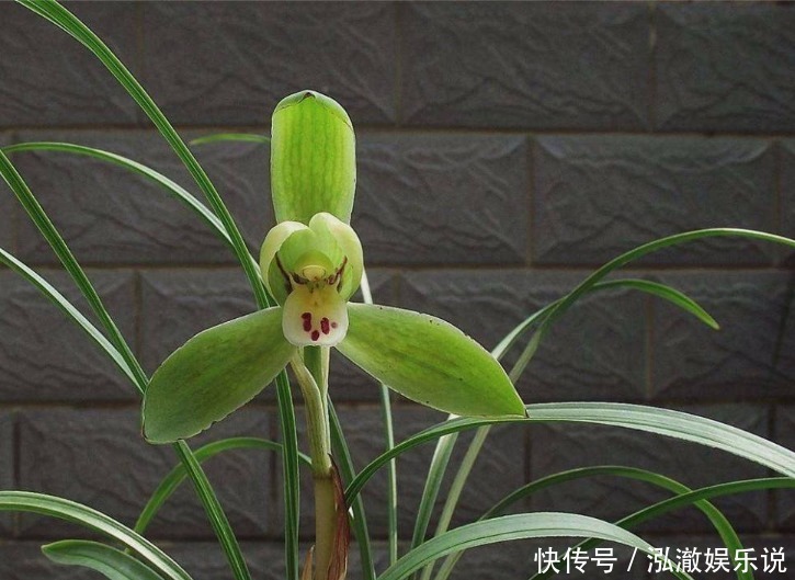 浇水|兰花夏天怎么养教你3个养护小妙招,兰花安然度夏,叶子不发黄