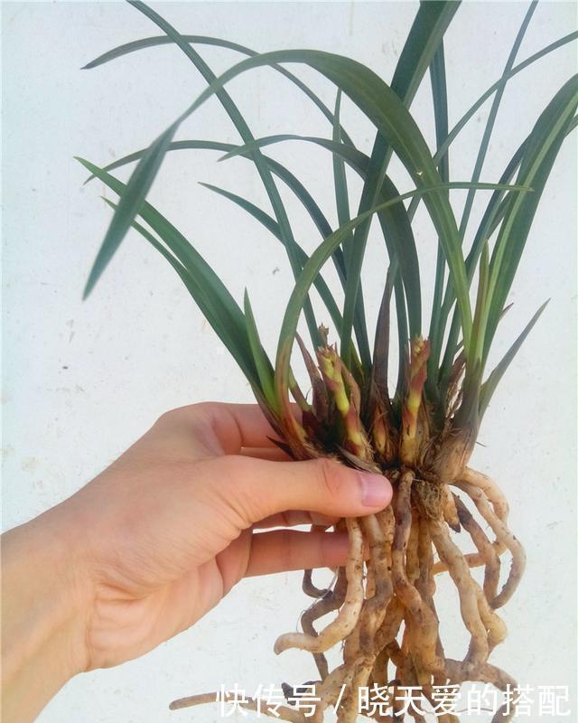 爆盆|媳妇盆栽3年的兰花,爆盆的速度太疯狂,阳台上都放不下了