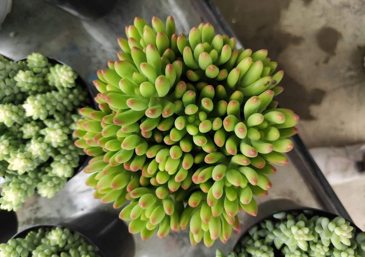 该如何看护多肉熊童子？从这6方面下手准没错