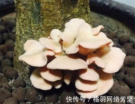 黄叶|绿萝又黄叶了, 这样一处理, 又是绿油油的一盆!