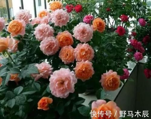 庭院选这几款花,花姿妖娆,盛开时繁花似锦,花色美轮美奂