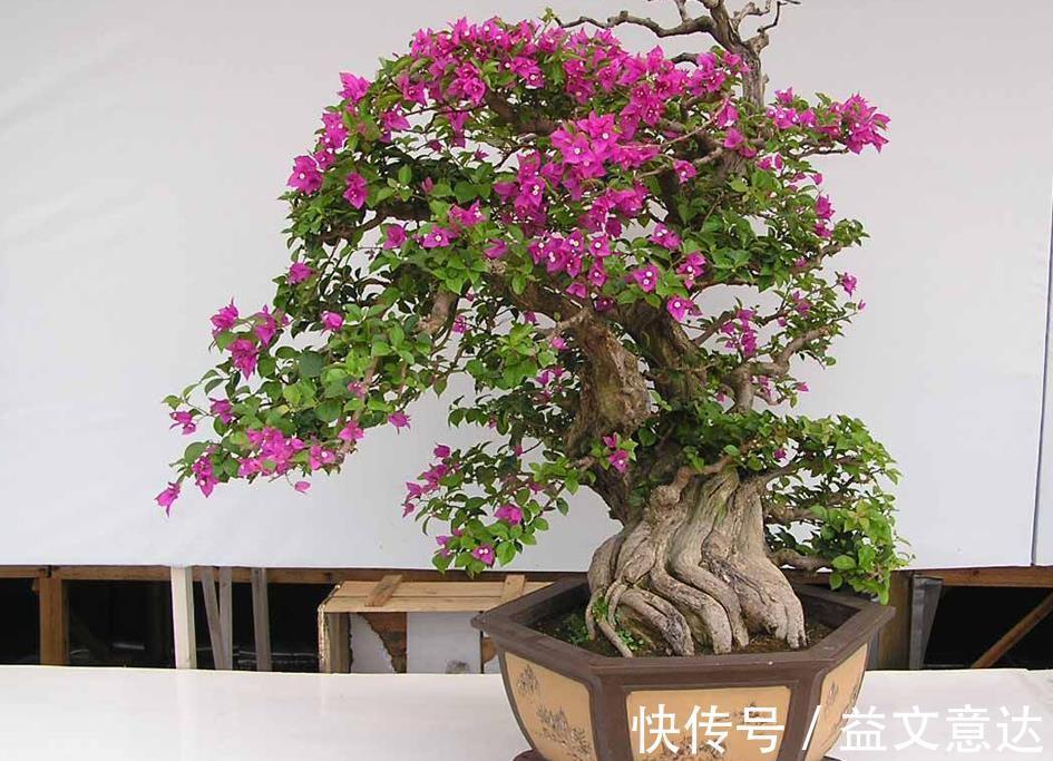 盆栽|家庭养三角梅,不达到这4个条件,盆栽很难四季开花