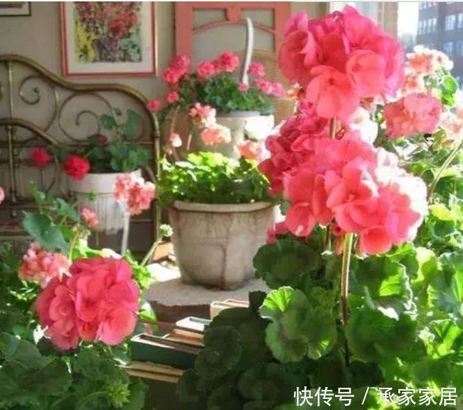 天竺葵|3种花好养、开花量大,养家里直接变成小花园,招财又纳福!