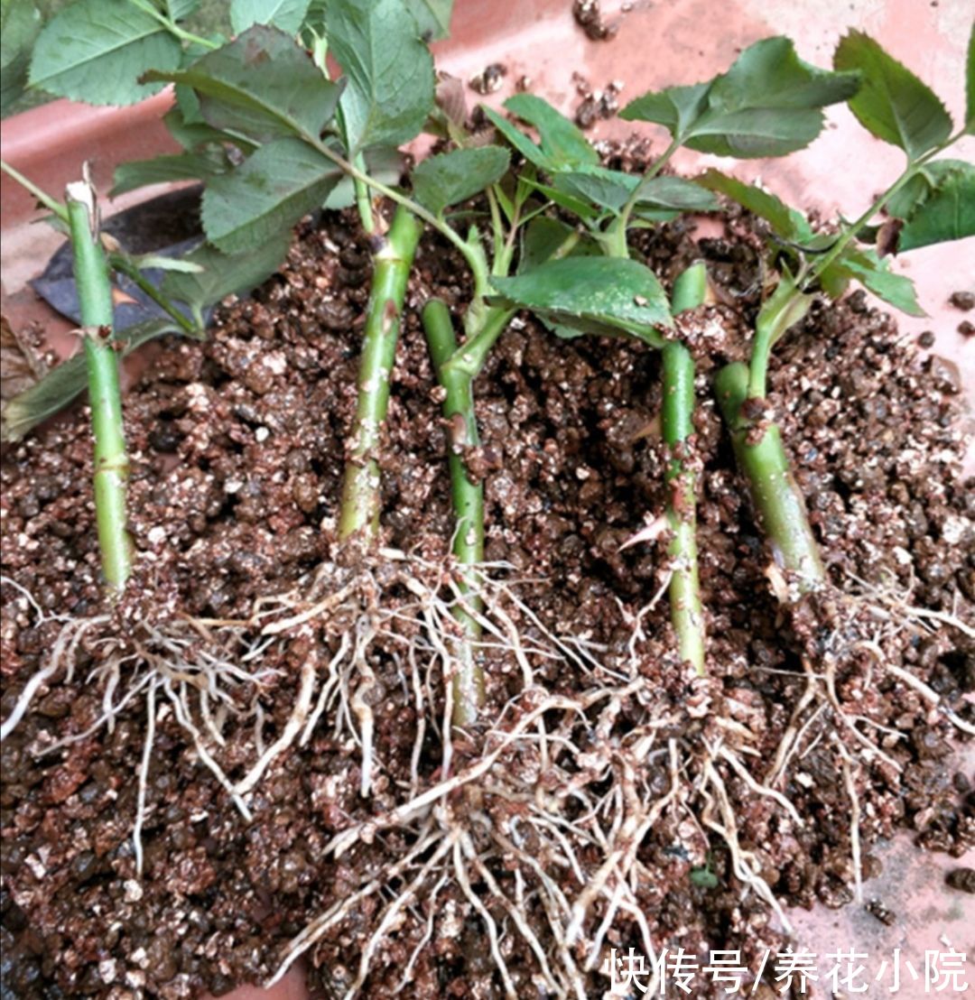 修剪|立秋了,扦插5种花,生根快,容易成活