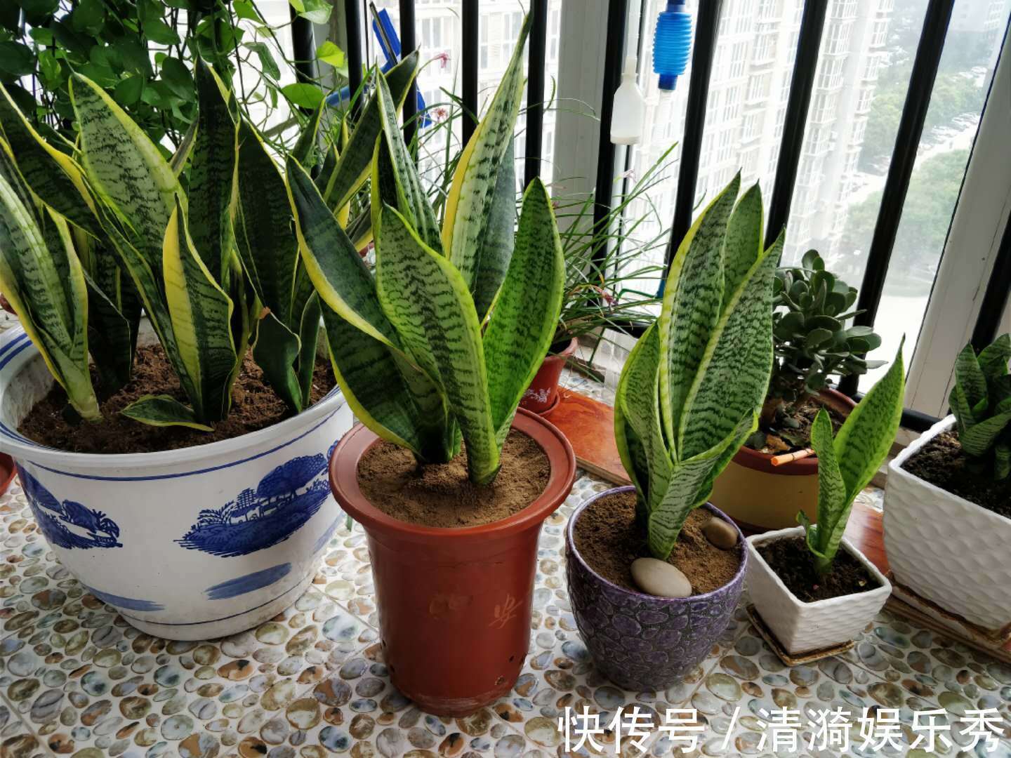 4种花,春天“翻盆”要注意,用小盆才能多开花