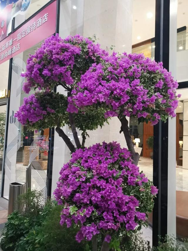 盆景家里养盆松,代代出富翁,镇宅守家福气旺