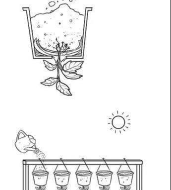  植物|没地种花种菜，没时间浇水几个塑料瓶就能解决，DIY变废为宝