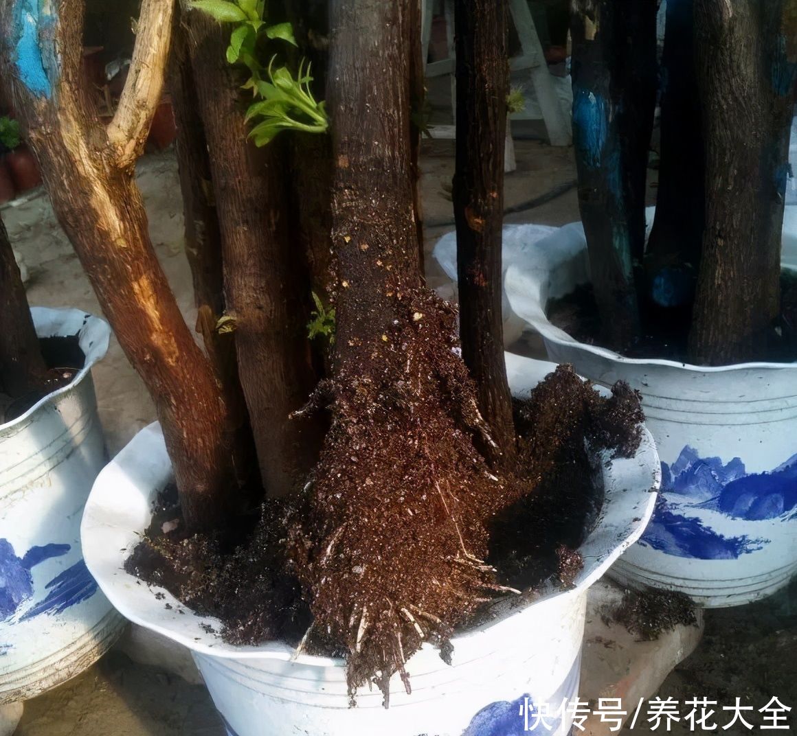 大粗杆子扦插，泥巴一裹就生根，秒变老桩大户