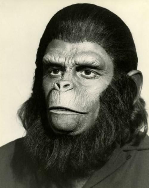 结局|那只被人类养育大，每次考试都及格的红毛猩猩，最后结局如何？