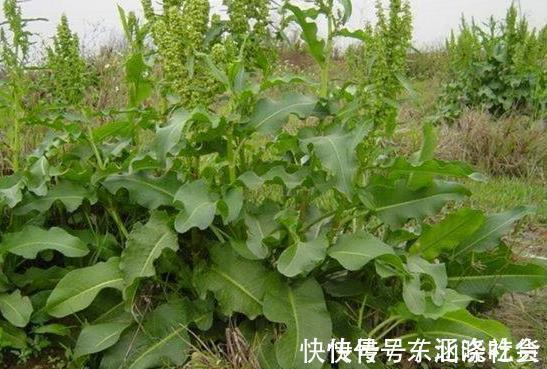 微波状|野草人称“牛舌头”,以前农民拿来当饲料,如今却要20元一斤