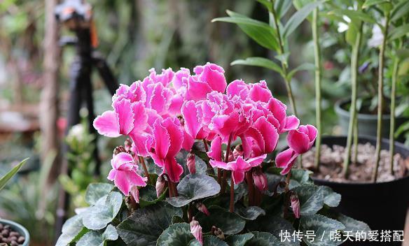 太阳光|冬季最容易养好的“4种花”，基本不用打理，整个冬天花开不断