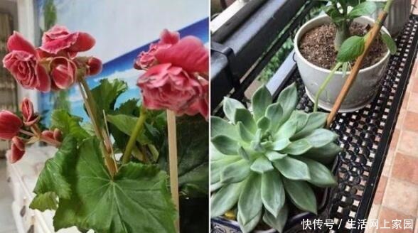 大妈把吸管筷子插花盆，解决了养花人的“2大难题”，朋友都效仿！