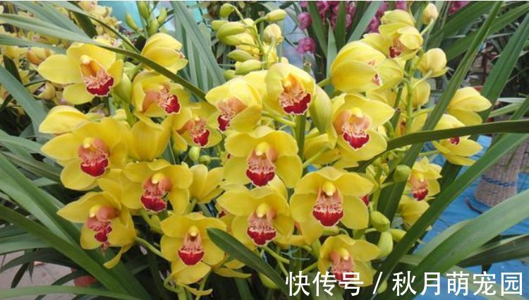 花友|家里养这几款花卉，养一盆轻松爆开花，美艳动人，花朵灿烂迷人眼