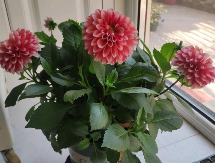 新型盆栽花卉，一树多色花，花香怡人，花期超半年，还可做盆景树