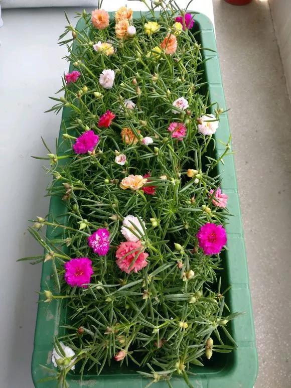 太阳花|5种花快扦插，生根超快，1周长出大白根，新手也能插得活