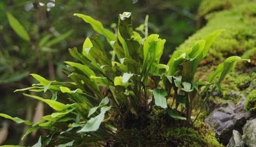 中年|人称“金汤匙”,根茎横着走,民间用处大,遇到别拔掉