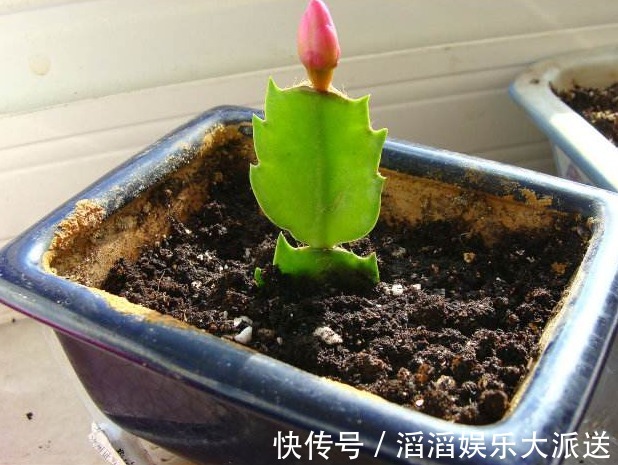 扦插|还花什么钱买蟹爪兰，用上养花高手的方法，不花一毛钱就能养出来