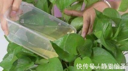 浇花|养花难不难?老花匠说:难的是养土,学会2个小诀窍,养好花不难