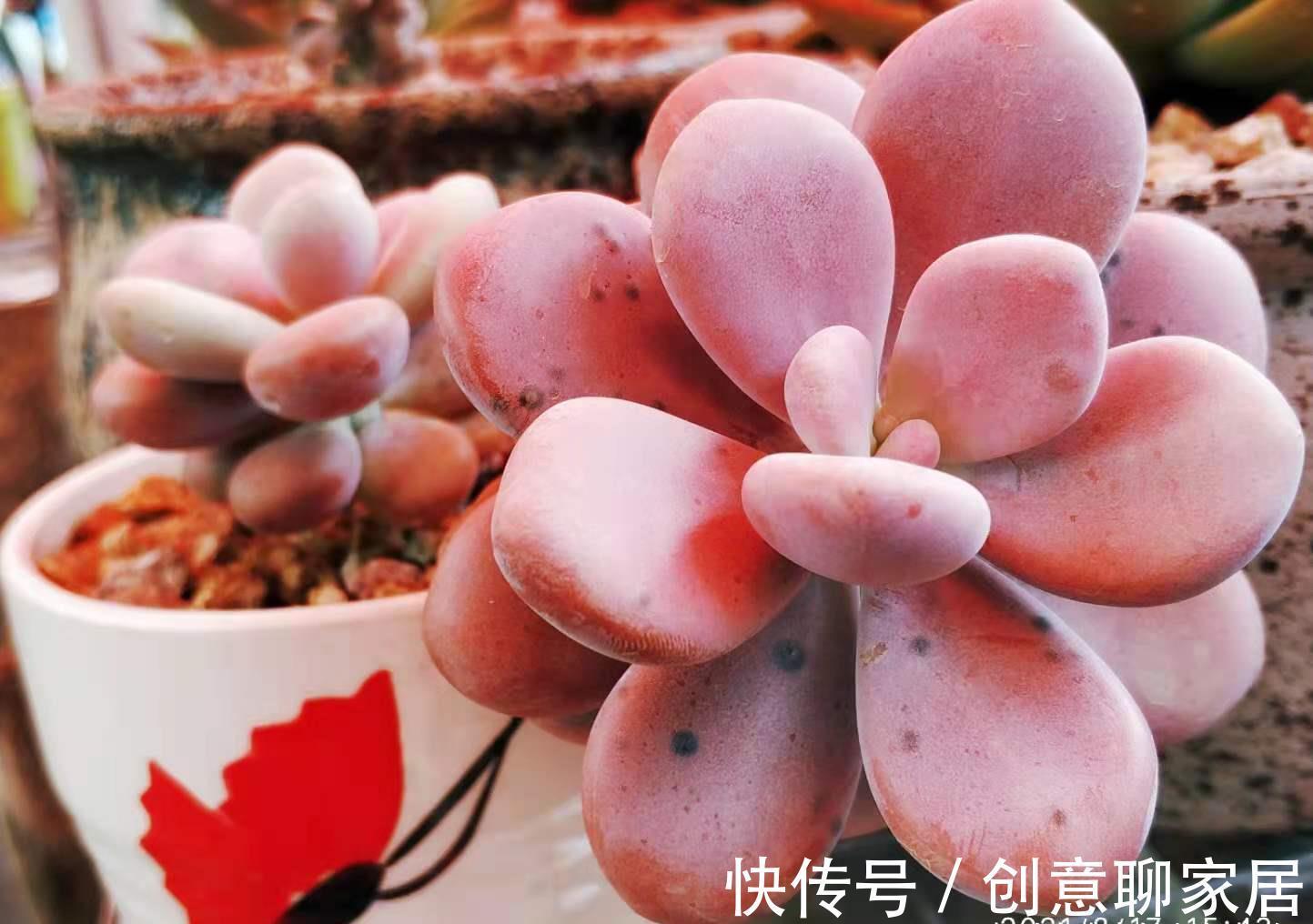 桃蛋|多肉桃蛋真有两种？是的，还有一种粉更厚颜色更紫，它又叫桃精灵