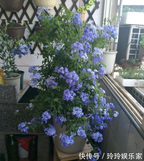 阳台上|夏天养什么花不怕高温是首选，这3种花正符合心意花量也大