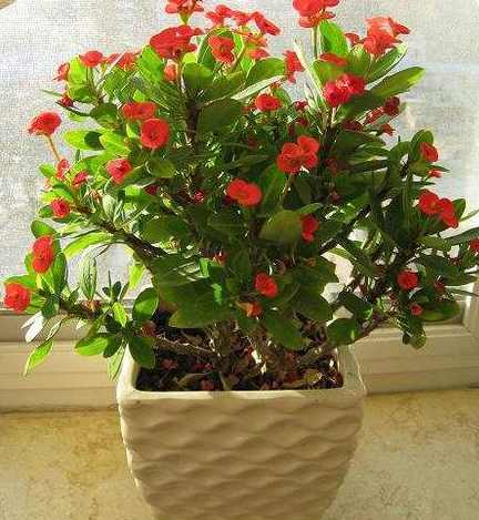 观赏性|万万不要养绿萝吊兰了,越来越多人在家养这种绿植,四季开花不断