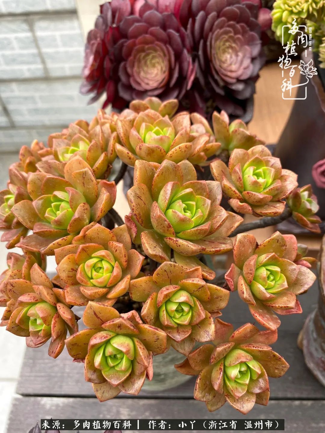 祖上无院家里无矿，一腔浪漫情怀付诸楼顶造花！