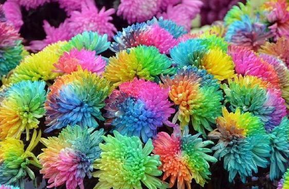 喜欢菊花,不如养盆彩虹菊,开花爆成花海,轻松打造小花园