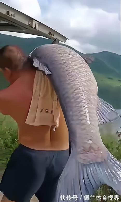 沈阳一水库鱼王被人钓起,有人想花1000买下放生