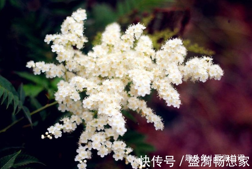 此花是避雷的神树，放于七座炉灶中也烧不断，象征着不懈怠的心