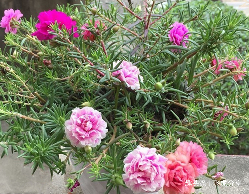 十种最适合新手养的花,怎么折腾都好养,总有一款适合你