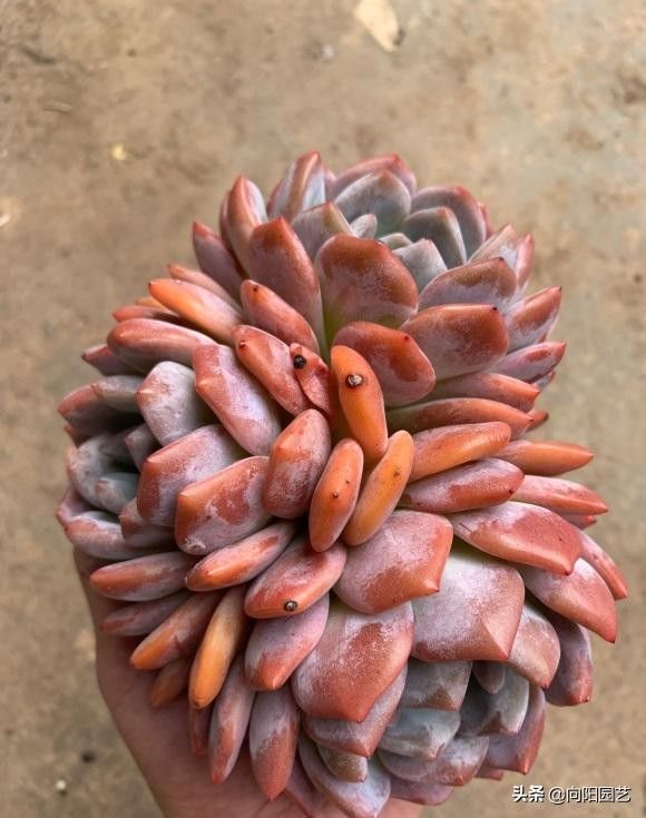 淡雪|最受欢迎的10大多肉品种，颜值很高，深受花友喜欢，你养了吗