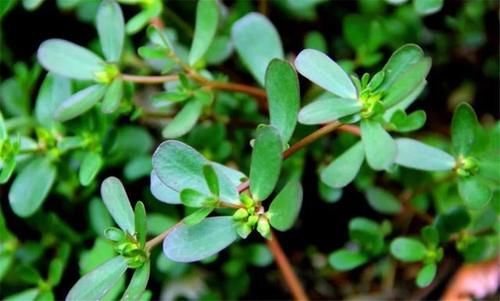 身体不适|鱼腥草是“天然抗生素”？4个好处被认可，但3类人要远离