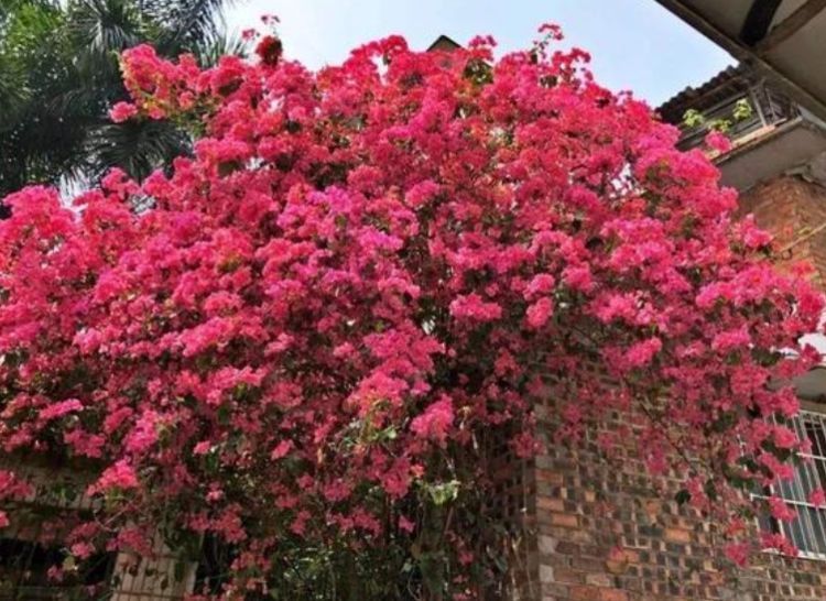 养花就养个花期长的，一次开花100朵，阳台开成花海！