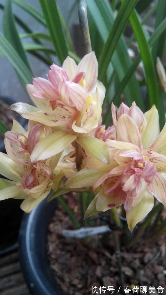 能开三季的兰花就是这种，开花优雅有香气，不娇气好养