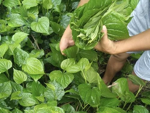 竹林里很多，不浇水不施肥也能活，炒田螺是一绝，春季可别错过了