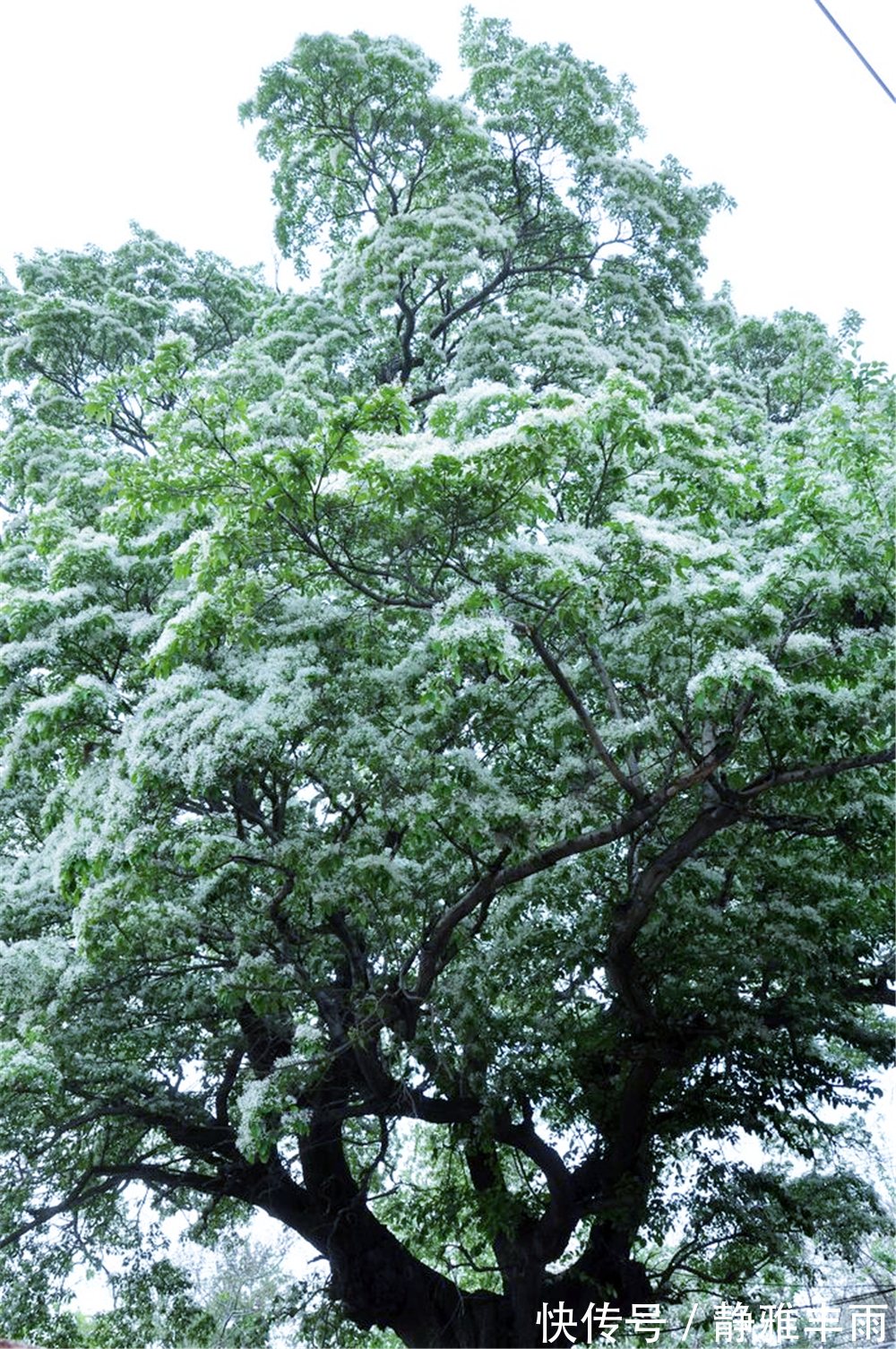 活株|世界上仅存的这株降龙木活株，花开香飘数里，价格比黄金还贵