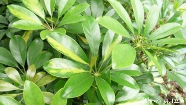 橡皮树|有钱人都养4种花,招财纳福带好运,净化空气,还有助于睡眠