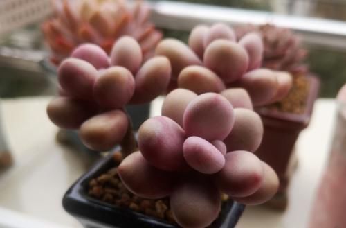 给桃蛋老桩多肉配盆是技术活，配好了锦上添花，配不好则影响颜值