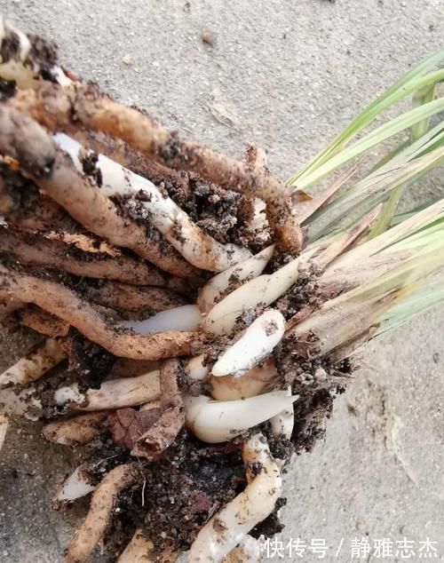 花卉|营养土的自制方法，兰友说：这样就简单了，明天开始做