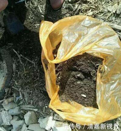 灭菌|养花的土,这样消毒“处理一下”,没有虫子病菌,花草长得旺!